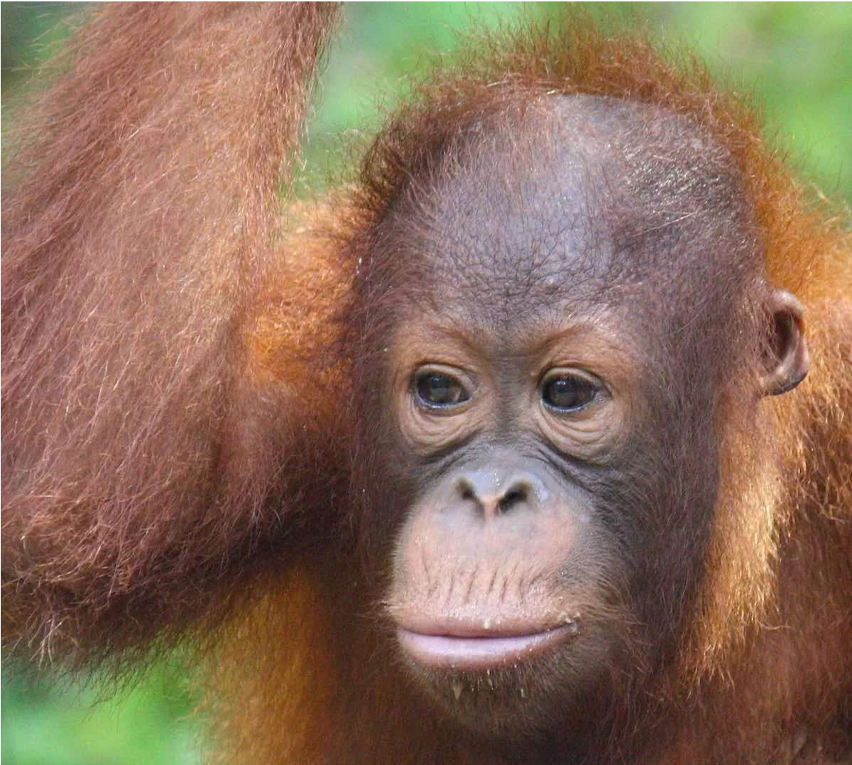 Semenggoh Wildlife Centre